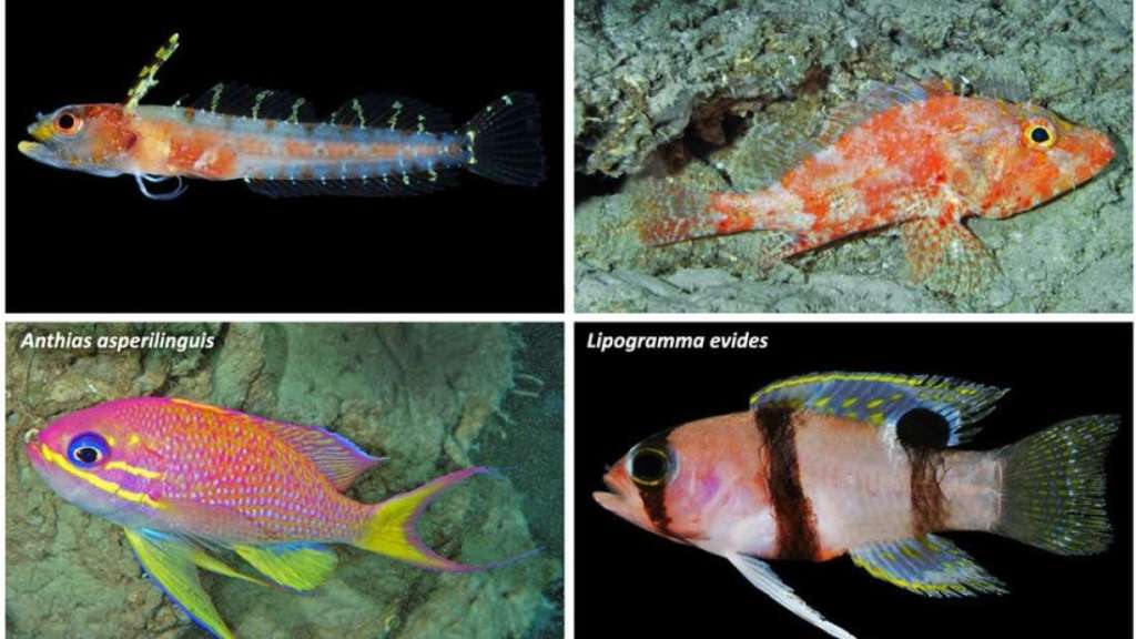 Who Will Be The World’s First Crypto&nbsp;Nation?