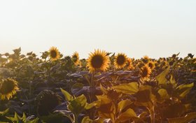 Debate Blooms over Anatomy of the World’s First Flower – Scientific&nbsp;American