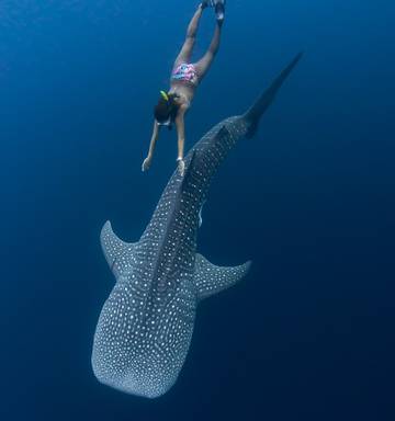 Gentle giants of Cebu: Swimming with whale sharks in the Philippines – NZ&nbsp;Herald
