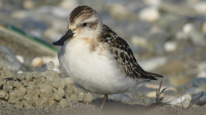 China moves to protect coastal wetlands used by migratory birds | Science |&nbsp;AAAS