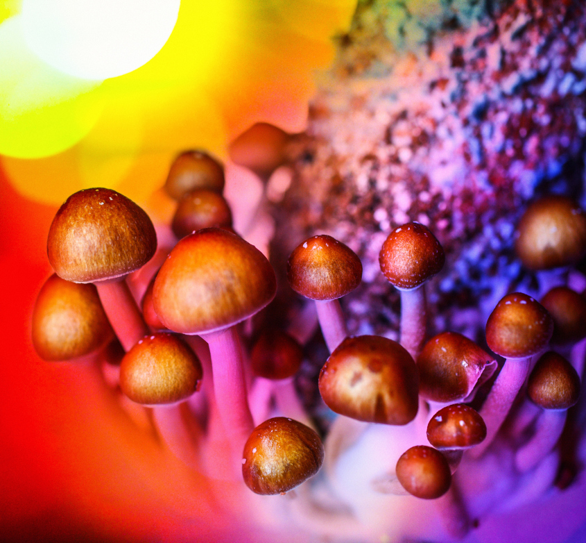 Psilocybin plus meditation and spiritual training leads to lasting changes in positive traits |&nbsp;BPS