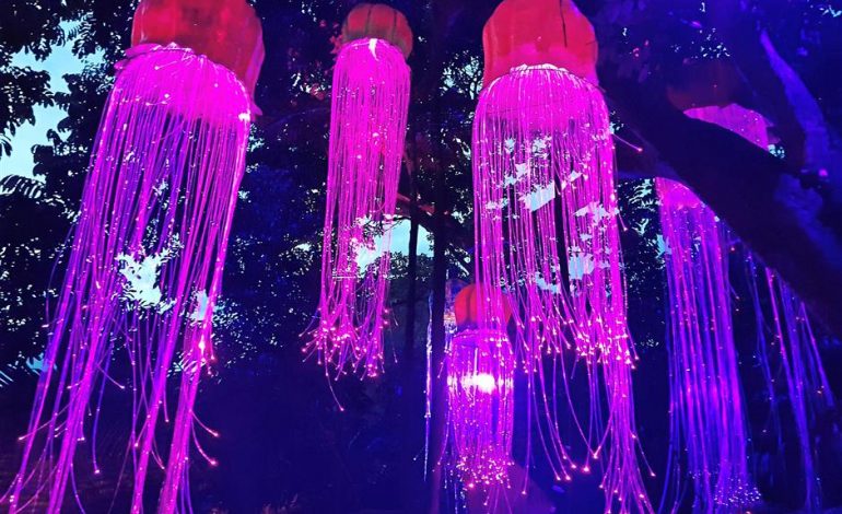 Be enchanted by the Luminous Forest in Tambun, Perak |&nbsp;Star2.com