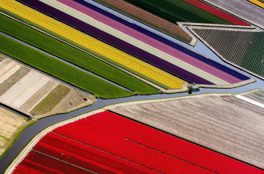Photos of colorful, expansive flower fields in the Netherlands near one of the world’s largest flower&nbsp;gardens