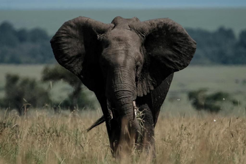 Elephants, Bats and Dolphins Could Help Us Cure Human&nbsp;Diseases