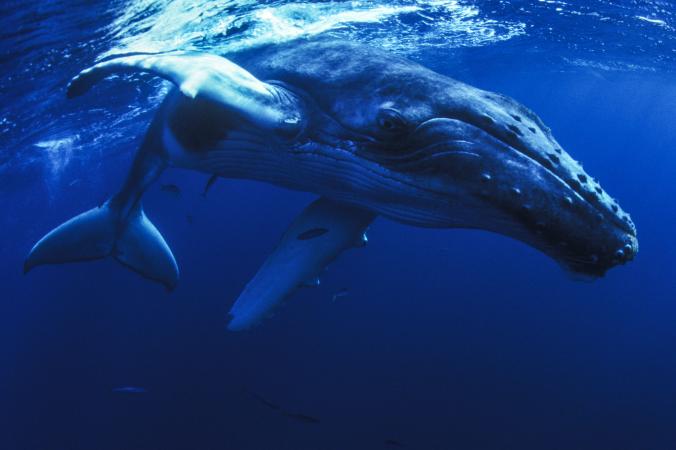 Gervais’ Beaked Whale Drone Footage Captured off Dominica For the First&nbsp;Time